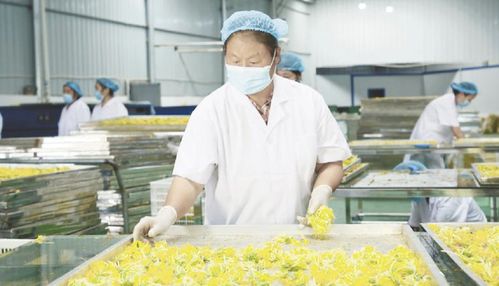 貴州山地食藥材產業駛入發展快車道